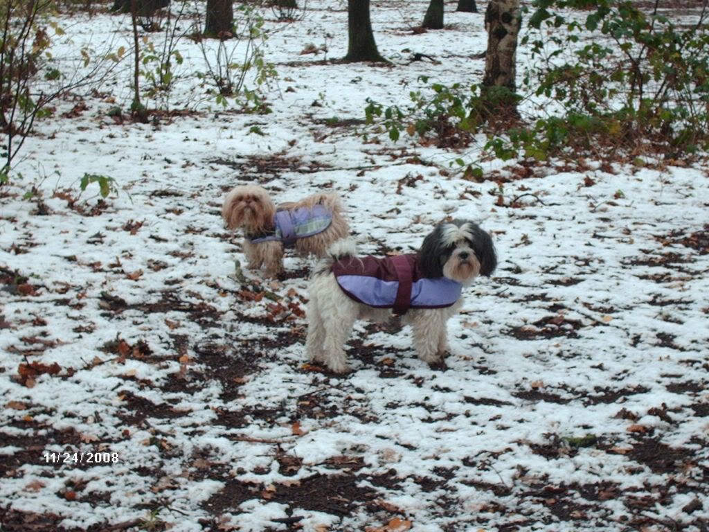 Luna en Turbo in het bos