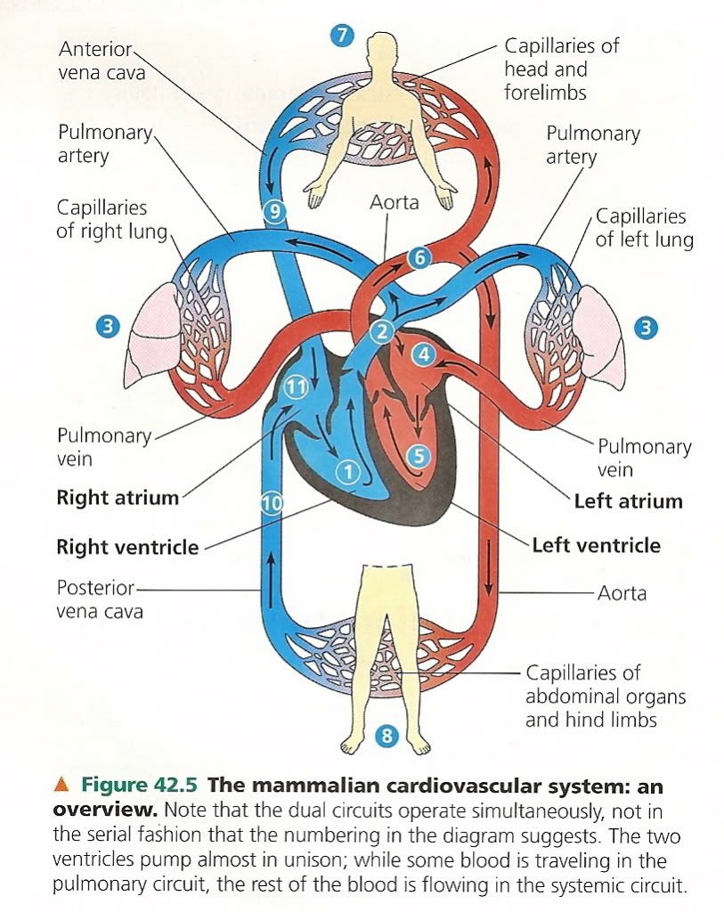 Circulatory System Photo By Axe0729 