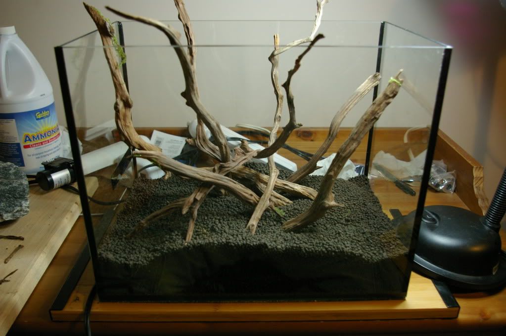 Best moss for sticking to driftwood? The Planted Tank Forum