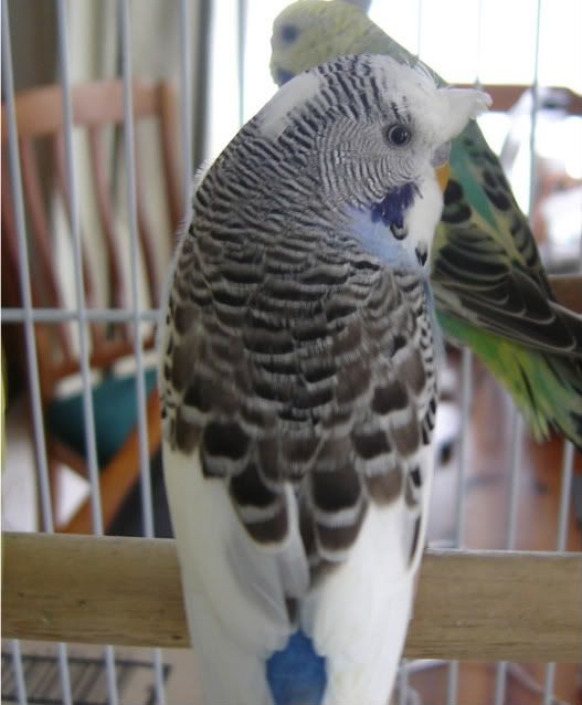 birds009-1.jpg?t=1246703624