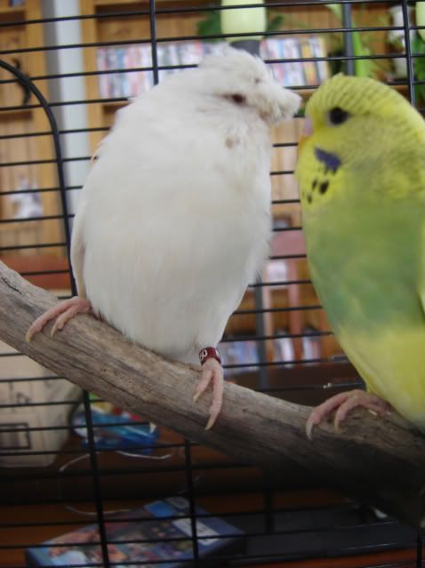 birds014-1-1.jpg?t=1246703570