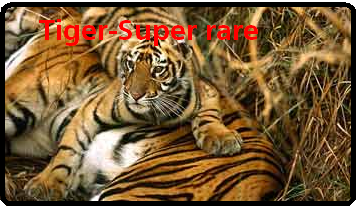 golddueldiskbattlecity2-2-3-1-1.png?t=1223599769