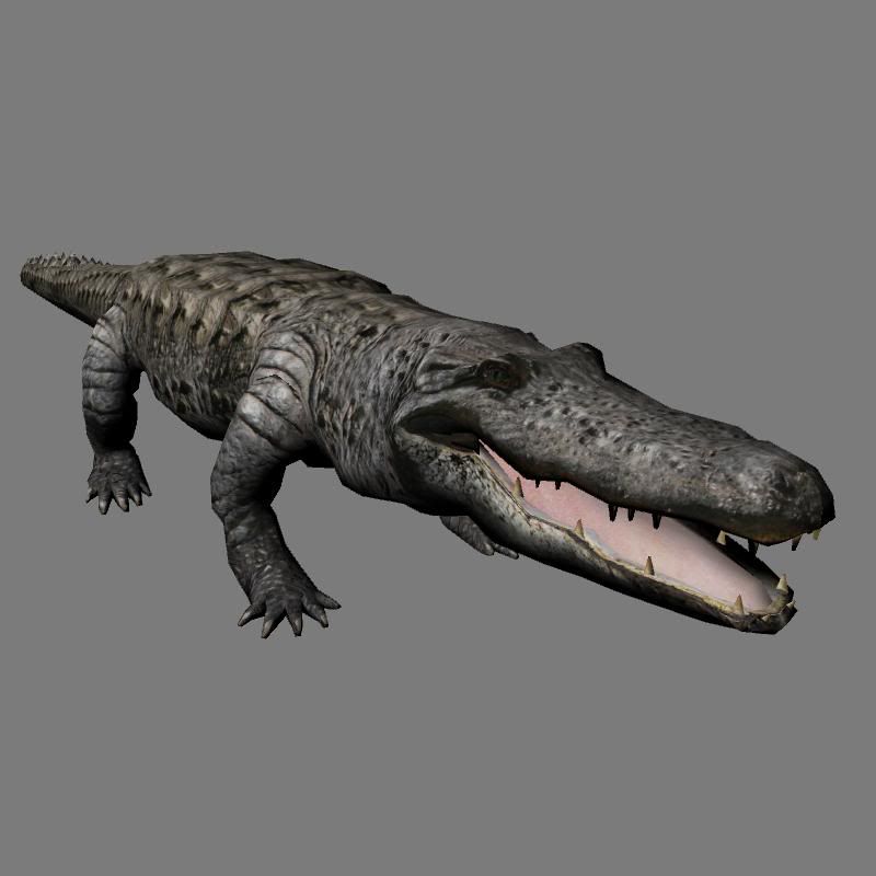 Alligator.jpg