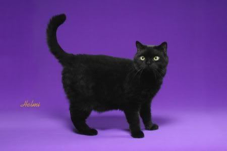 Black Exotic Shorthair