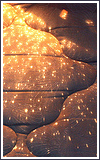  photo CallaAvO2.png